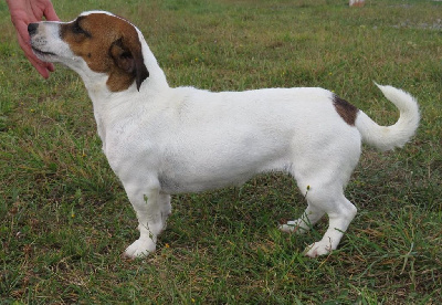 Étalon Jack Russell Terrier - Raymonde Du Domaine Des Pattes Dorées