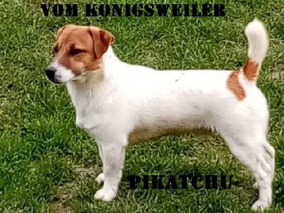 Étalon Jack Russell Terrier - Pikatchu vom Konigsweiler