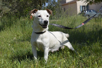 Étalon Jack Russell Terrier - Riliou Des marais de courmont