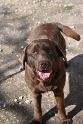Étalon Labrador Retriever - Rainbow de la Gabrière