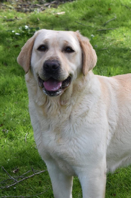 Étalon Labrador Retriever - Ponga de la Gabrière