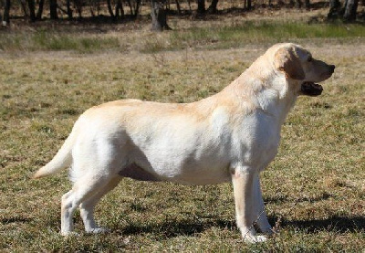 Étalon Labrador Retriever - Rommy-pippa Du clos de nissa-bella