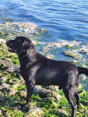 Étalon Labrador Retriever - Noupy dit que nenni (Sans Affixe)