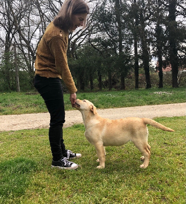 Étalon Labrador Retriever - Sissi l'imperatrice Des Yeux Doux