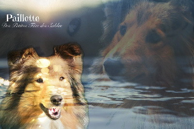 Étalon Shetland Sheepdog - Paillette Des petites fées des sables