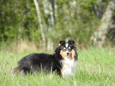 Étalon Shetland Sheepdog - O'baby Des Anges De Mel
