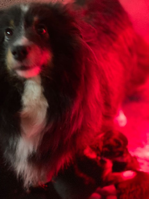 Étalon Shetland Sheepdog - Olaia beltz des Bordes Rouges
