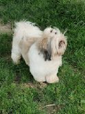 Étalon Shih Tzu - Snoopy du chateaux d'oriant