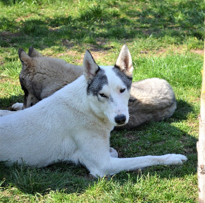 Étalon Siberian Husky - S'navaro (Sans Affixe)