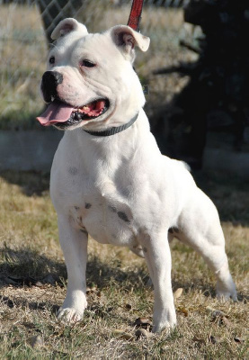 Étalon Staffordshire Bull Terrier - Leon white blackbull diamonds
