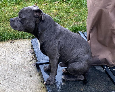 Étalon Staffordshire Bull Terrier - Rio (Sans Affixe)