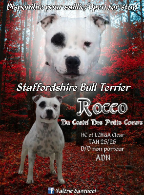 Étalon Staffordshire Bull Terrier - Rocco Du Castel Des Petits Coeurs