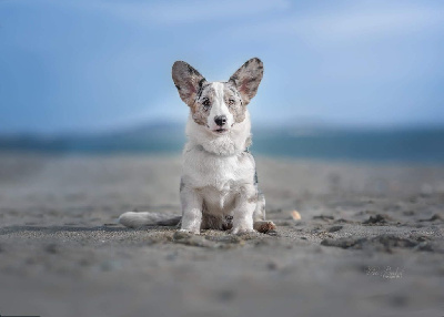 Étalon Welsh Corgi Cardigan - Galadriel of wild nettle