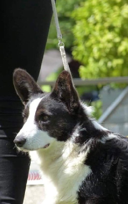 Étalon Welsh Corgi Cardigan - Jim de la Cité des Grands Feux