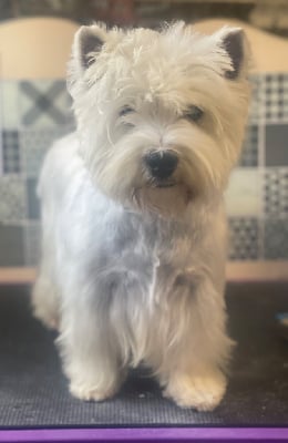 Étalon West Highland White Terrier - Philaé De La Douce Source