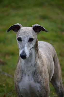 Étalon Whippet - Okyto absolute eternity of Cyly of Course