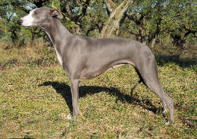 Étalon Whippet - Savannah's Dream No sunshine when she's gone