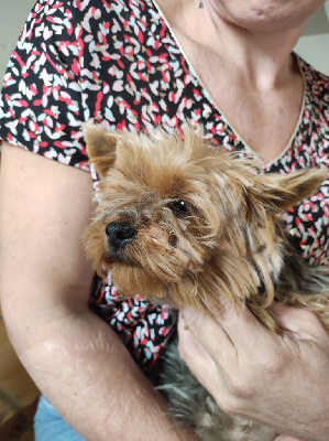 Étalon Yorkshire Terrier - Royale panache des Princes de Windsor