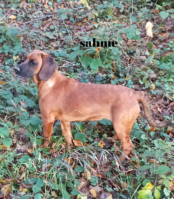 Étalon chien de Rouge de Baviere - Sahme de la vallée de la trémagne