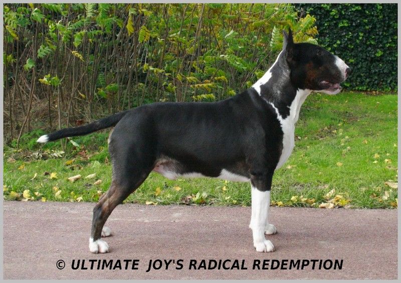 ultimate joy's Radical redemption