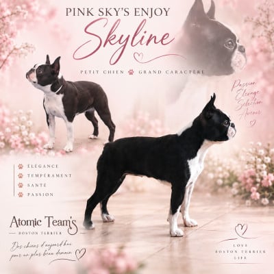 Étalon Boston Terrier - pink sky's Enjoy skyline