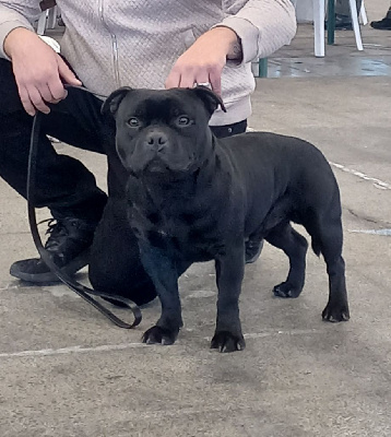 Étalon Staffordshire Bull Terrier - Patton silver star des halyzes d'arelate