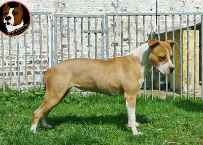 Étalon American Staffordshire Terrier - Deamon Style Red rose warrior