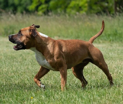Étalon American Staffordshire Terrier - Ravenclaw de la maison d este