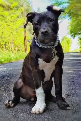 Étalon American Staffordshire Terrier - Talia ( yumi ) (Sans Affixe)