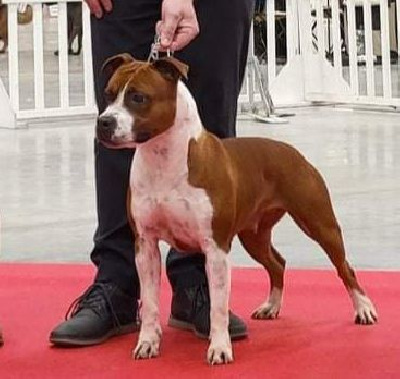 Étalon American Staffordshire Terrier - Reese Of News Paquis