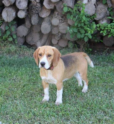 Étalon Beagle - Popeye (Sans Affixe)