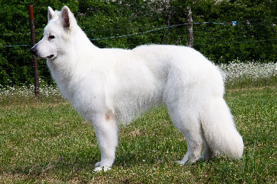 Étalon Berger Blanc Suisse - Spyke White Pearl Of Chester