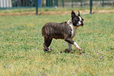 Étalon Boston Terrier - La mome (edith) of Penny Park