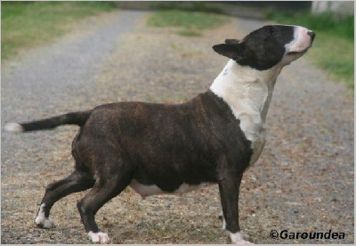 Étalon Bull Terrier - Garoundea Riesling
