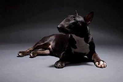 Étalon Bull Terrier - Powerful Heart Princesse