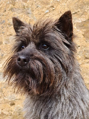 Étalon Cairn Terrier - Poupie du mont de la chenaie