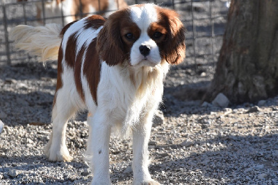 Étalon Cavalier King Charles Spaniel - Sisi imperatrice history dream's