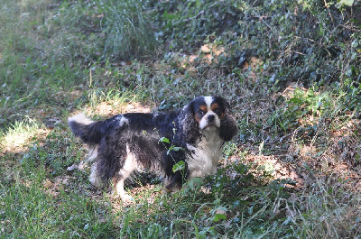 Étalon Cavalier King Charles Spaniel - Newton des jardins de montet