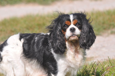 Étalon Cavalier King Charles Spaniel - Norma jean backer des jardins de montet