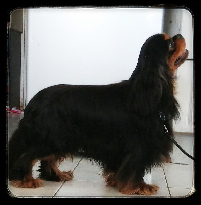 Étalon Cavalier King Charles Spaniel - Rainbow De la geode