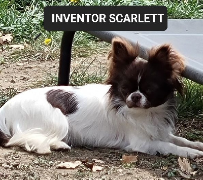 Étalon Chihuahua - inventor Scarlett