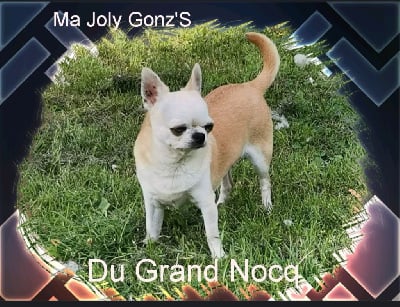Étalon Chihuahua - Ma joly gonz ' s Du Grand Nocq