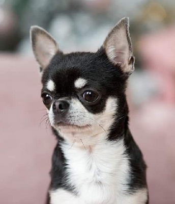 Étalon Chihuahua - modo di vita It's better dream