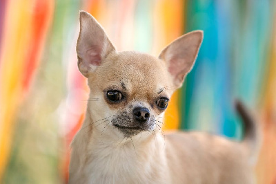 Étalon Chihuahua - CH. lookum Jagermeister