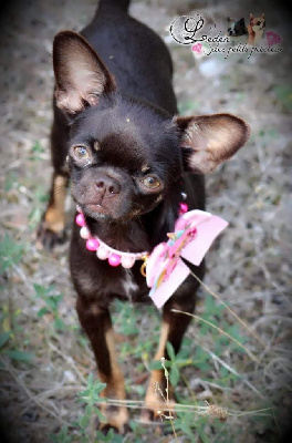 Étalon Chihuahua - Olline Lou Crozia