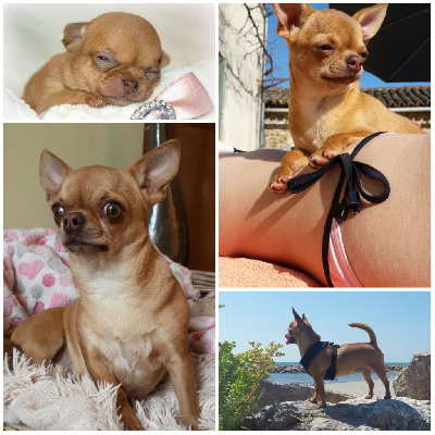 Étalon Chihuahua - French Style Nefertiti
