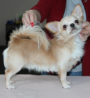 Étalon Chihuahua - tchi'style Twister