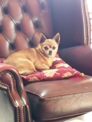 Étalon Chihuahua - Herley de l'elixir d'amour