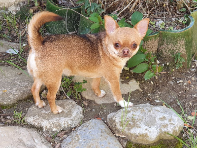 Étalon Chihuahua - reine du secret des dieux Reine