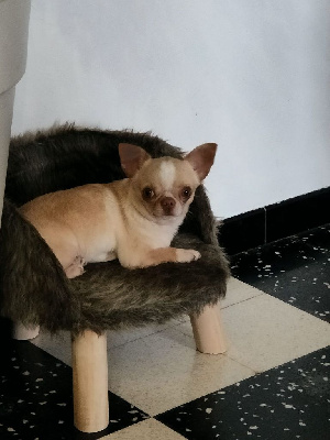 Étalon Chihuahua - Remember des Mille et une Patte